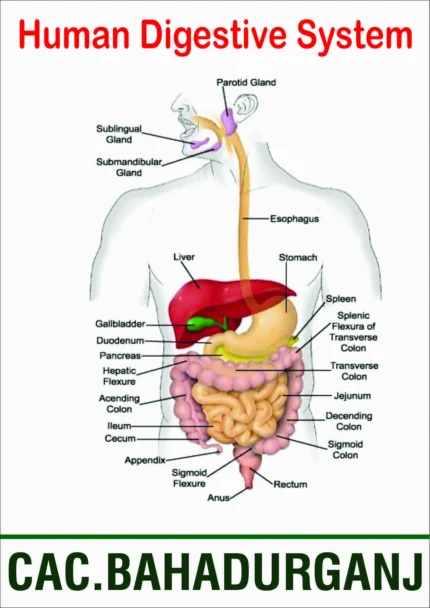 Illustration of the human digestive system anatomy, including mouth, esophagus, stomach, liver, pancreas, small intestine (duodenum, jejunum, ileum), large intestine (colon), rectum, and anus. Labeled for biology students.