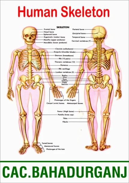 Detailed illustration of human skeletal system showing skull (frontal, parietal bones), vertebral column (cervical, thoracic, lumbar), rib cage, arm bones (humerus, radius, ulna), pelvic girdle (ilium, ischium), and leg bones (femur, tibia, fibula), with all bones clearly labeled.