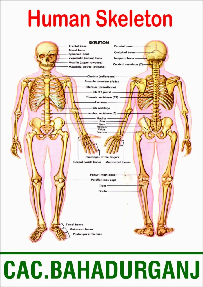 Detailed illustration of human skeletal system showing skull (frontal, parietal bones), vertebral column (cervical, thoracic, lumbar), rib cage, arm bones (humerus, radius, ulna), pelvic girdle (ilium, ischium), and leg bones (femur, tibia, fibula), with all bones clearly labeled.